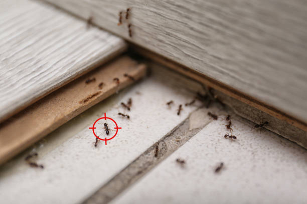 Best Best Pest Control Near Me  in Fairfield, AL