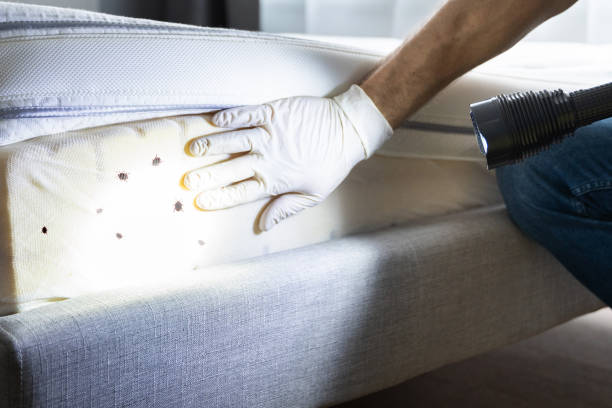 Best Insect Control  in Fairfield, AL